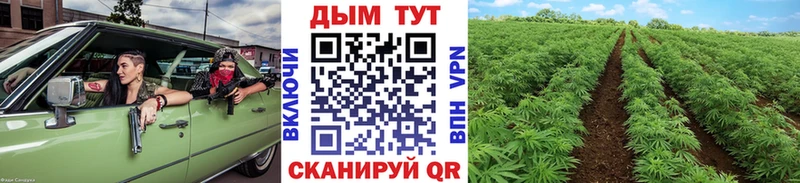 Бошки марихуана Bruce Banner  Петровск-Забайкальский 